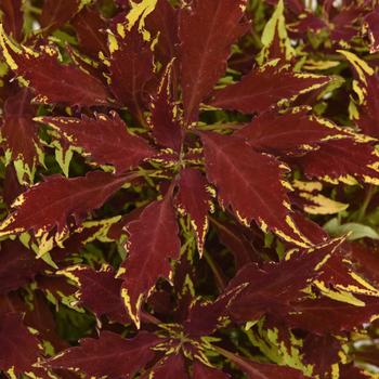 Coleus - FlameThrower&trade; Sriracha