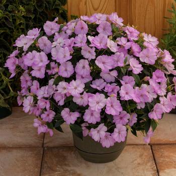 Impatiens - SunPatiens® Orchid Blush