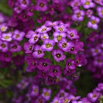 Lobularia maritima Easy Breezy™ Purple - Alyssum