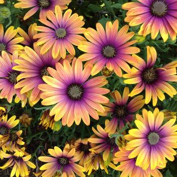 Osteospermum - Zion&trade; Purple Sun