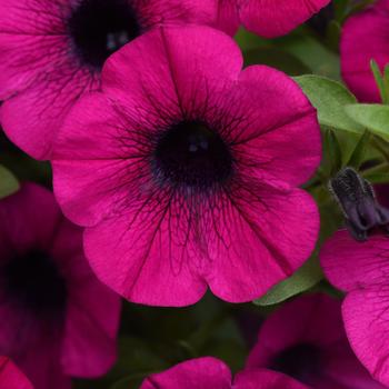 Petunia - ColorRush™ Purple