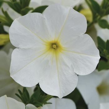 Petunia - ColorRush™ White