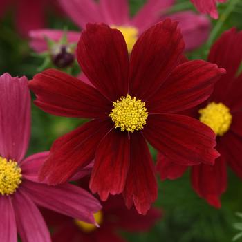 Cosmos - Sonata&trade; Red Shade