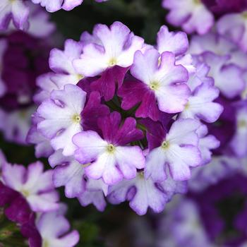 Verbena peruviana 'Firehouse™ Purple Fizz' - Verbena
