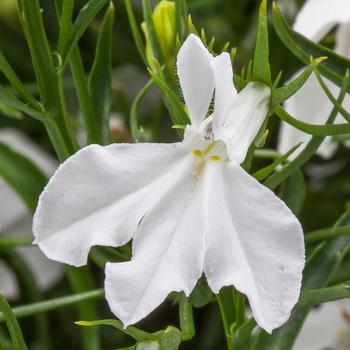 Lobelia erinus - Techno® White