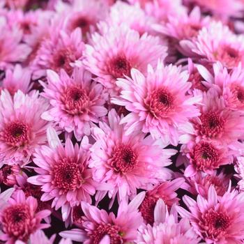 Chrysanthemum morifolium - 'Carousel Pink'