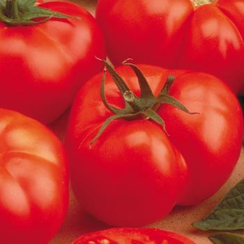 Lycopersicon esculentum 'Beefmaster' - Tomato