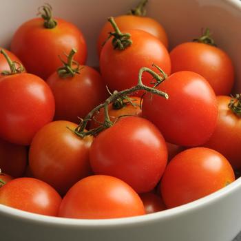 Lycopersicon esculentum 'Mountain Magic' - Tomato