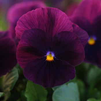 Viola x wittrockiana Cool Wave® Purple - Pansy
