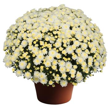 Chrysanthemum x morifolium - Chelsey™ White