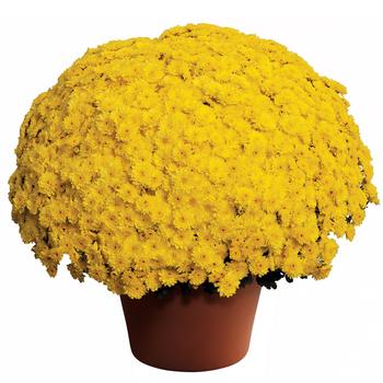 Chrysanthemum x morifolium - Ursula™ Sunny Yellow