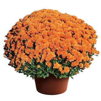 Chrysanthemum - Ursula™ Fancy Orange