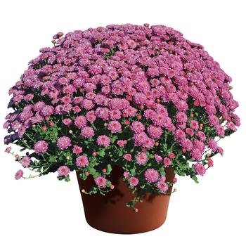 Chrysanthemum grandiflorum - 'Gigi™ Dark Pink' Garden Mum