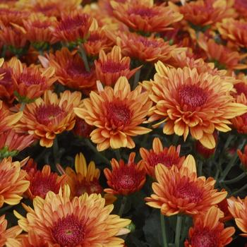 Chrysanthemum x morifolium - Avalon Orange