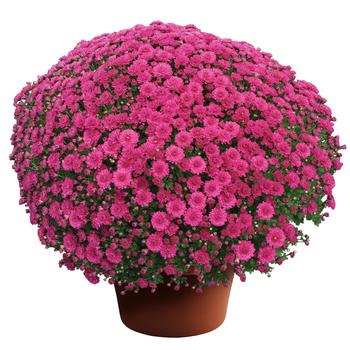 Chrysanthemum x morifolium - Danielle™ Purple