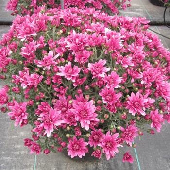 Chrysanthemum x morifolium - 'Magnus Violet'