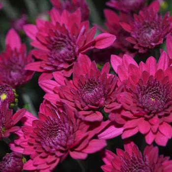 Chrysanthemum x morifolium - Majesty Purple 