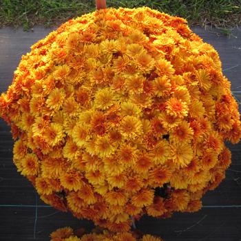 Chrysanthemum x morifolium - 'Mika Orange '