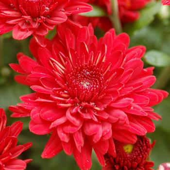 Chrysanthemum x morifolium - Radiant Red