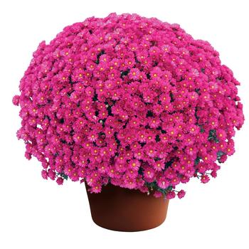 Chrysanthemum x morifolium - Emelda™ Purple