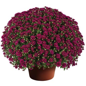 Chrysanthemum x morifolium - Wanda™ Purple