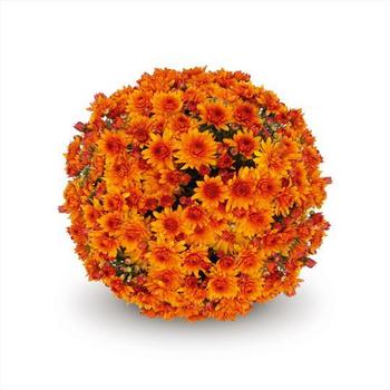 Chrysanthemum - Belgian® 'Lava Red'