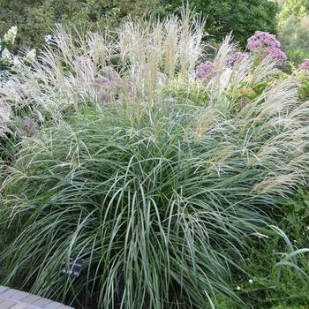 Miscanthus sinensis 'Variegatus' - Maiden Grass