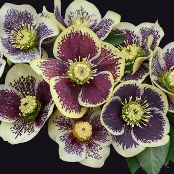 Helleborus Honeymoon&reg; 'Rio Carnival' - Lenten Rose