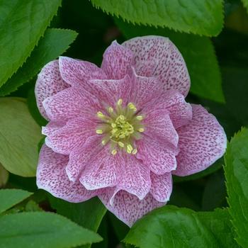 Helleborus (Lenten Rose) - Wedding Party® 'Wedding Crasher'