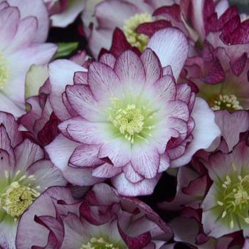 Helleborus (Lenten Rose) - Wedding Party® 'Blushing Bridesmaid'