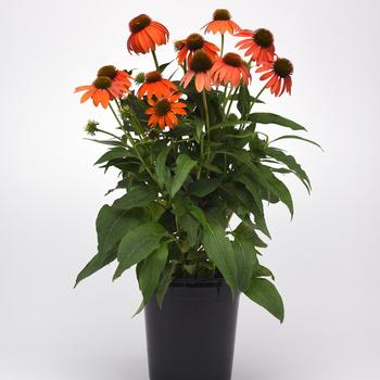 Echinacea x hybrida 'Artisan™ Soft Orange' - Coneflower