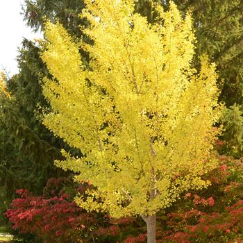 Ginkgo biloba - 'Autumn Gold'