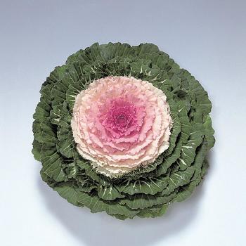 Flowering Kale - Pigeon&trade; Victoria