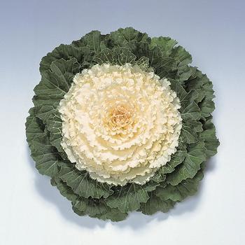 Flowering Kale - Pigeon&trade; White