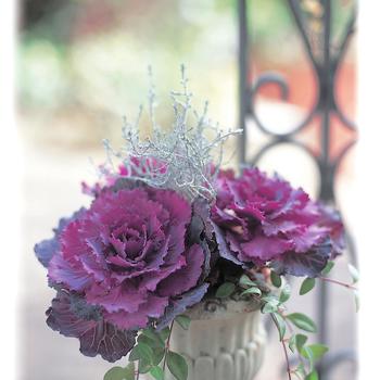 Brassica oleracea - Ornamental Kale