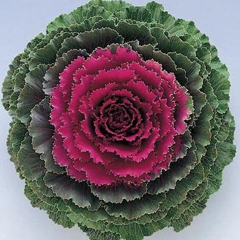 Brassica oleracea - Ornamental Kale