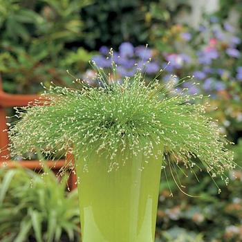 Scirpus cernuus () - Graceful Grasses® ''Fiber Optic Grass''