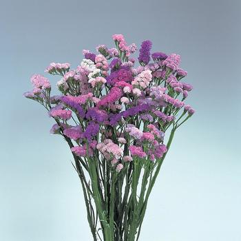Limonium - Pastel Shades Mix