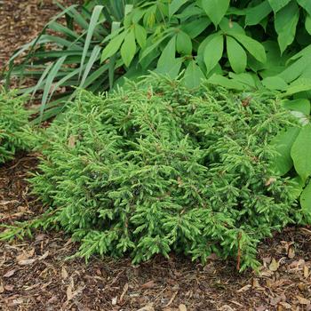 Juniperus communis - Tortuga® Juniper