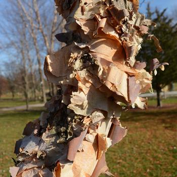 Betula nigra - 'Shiloh Splash' Birch