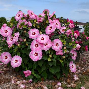 Hibiscus hybrid - Summerific® 'Spinderella' Rose Mallow