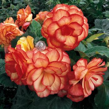 Begonia x tuberhybrida (Tuberous Begonia) - Nonstop® 'Sunset'