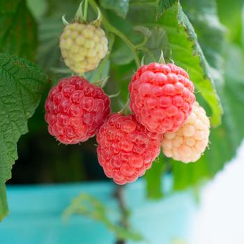 Rubus Bushel and Berry® 'Raspberry Shortcake®' - Raspberry