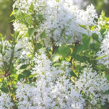 Syringa vulgaris - New Age™ White Lilac