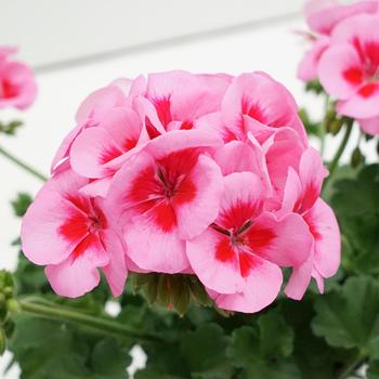 Geranium, Zonal - Sunrise&trade; Rose with Big Eye