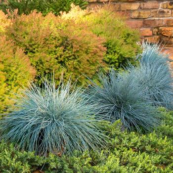 Festuca glauca 'Beyond Blue™' - Blue Fescue