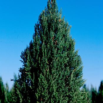 Juniperus chinensis - 'Blue Point' Chinese Juniper