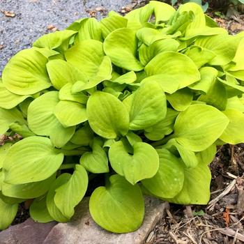 Hosta - 'Sun Mouse' Hosta, Plantain Lily