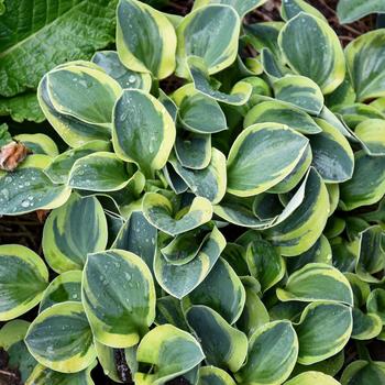 Hosta - 'Mighty Mouse' Hosta, Plantain Lily