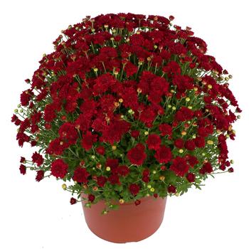 Chrysanthemum hybrid - Samantha™ Red